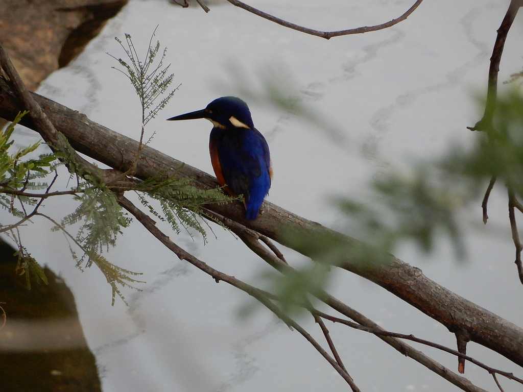 Photograph of Azure Kingfisher